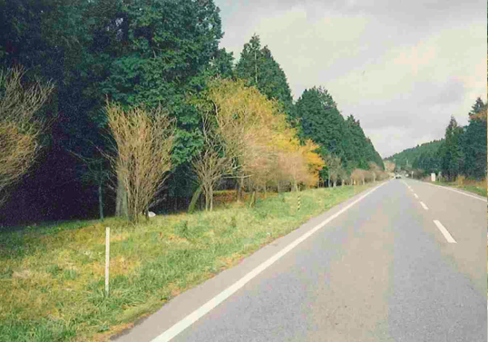 金原明善翁大規模植林地